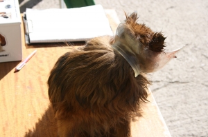 rastik1