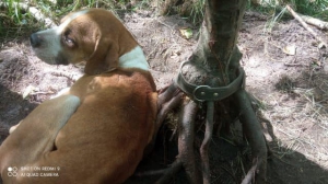 Podvyživený psík z lesa
