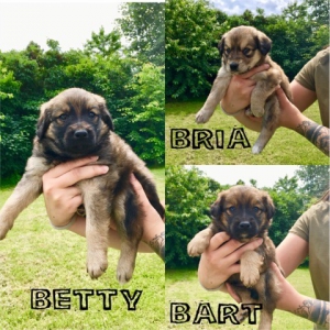 BETTY, BRIA, BART