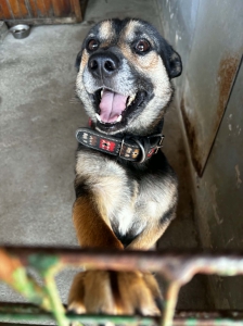 CEZAR